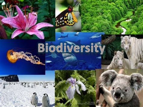 Kerala State Biodiversity Conservation Award – Notification