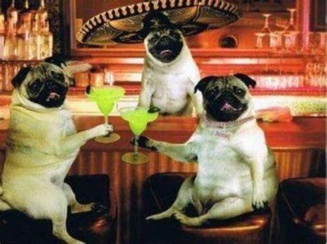 Pin by Michael Copley on Cute and Funny Pics | Pugs funny, Pugs, Cute pugs