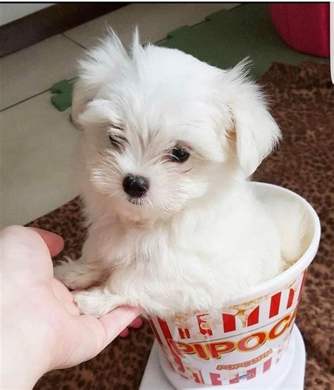 Available Cheap Mini & Baby Maltese Puppies For Sale | Teacup puppies maltese, Maltese puppy ...