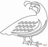 Quail coloring page  Free Printable Coloring Pages sketch template