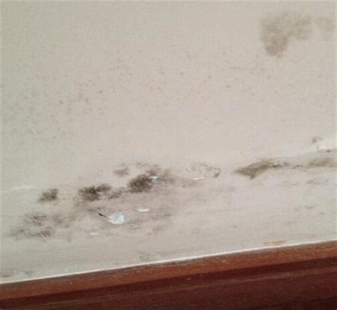 How to Get Rid of Wall Mold for Good