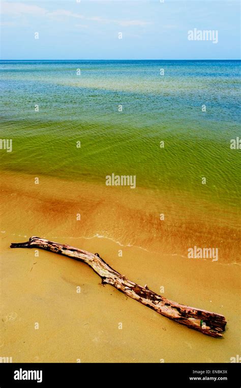 Tree stumps on beach hi-res stock photography and images - Alamy