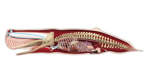 Anatomy of a Skeleton | Royal Ontario Museum