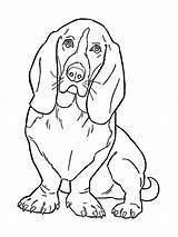 Basset Hound coloring Pages sketch template