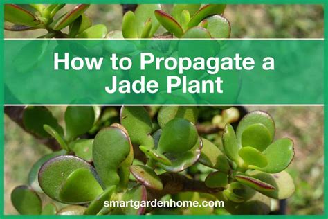 How To Propagate A Jade Plant - Smart Garden And Home