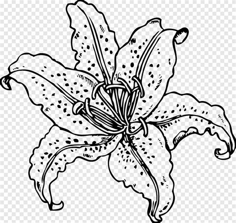 Lilium 'Stargazer' Easter lily Tiger lily, drawing flower, watercolor ...