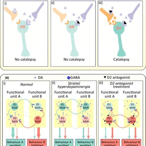 (PDF) Schizophrenia, Dopamine and the Striatum: From Biology to Symptoms