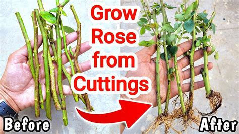 How To Grow Long Stem Roses From Cuttings