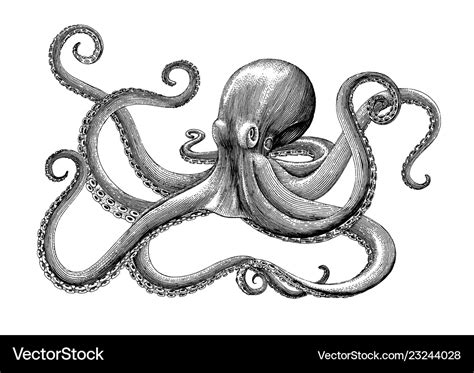 Octopus hand drawing vintage engraving on white Vector Image
