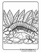 🐛 Centipede Coloring Pages Free Crawly Fun sketch template