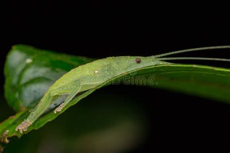 Green Katydid of Borneo on Green Leaf Stock Photo - Image of katydid, close: 185839580