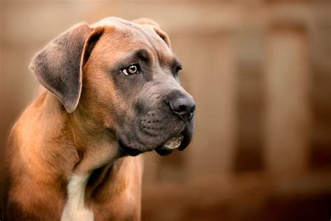 The Complete Guide To The World Of Cane Corso Colors