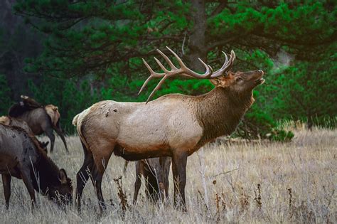 Montana Warns Wyoming Elk Feeding Could Spread 'Catastrophic Disease' | GearJunkie