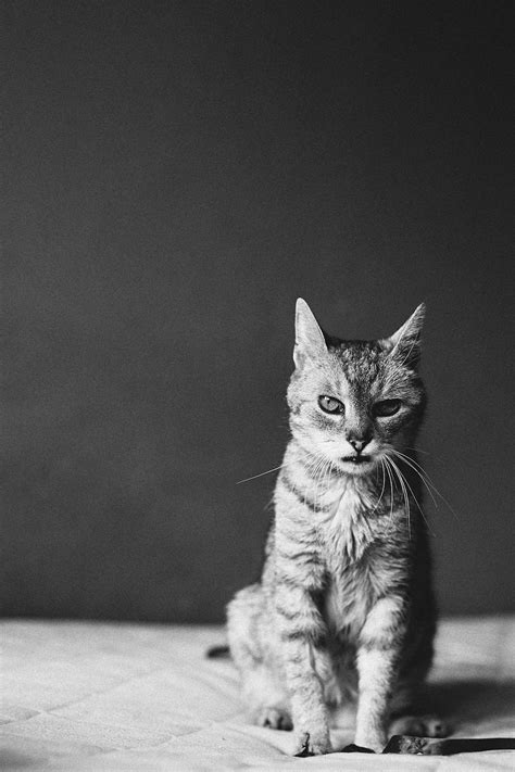Lovely Pictures of Cats in Black and White-10 – Fubiz Media