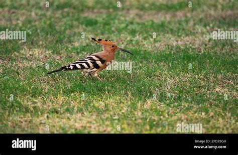 National bird of united arab emirates Stock Videos & Footage - HD and 4K Video Clips - Alamy