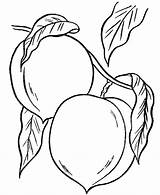 Peach Coloring Pages  Best For Kids Fruit coloring sketch template