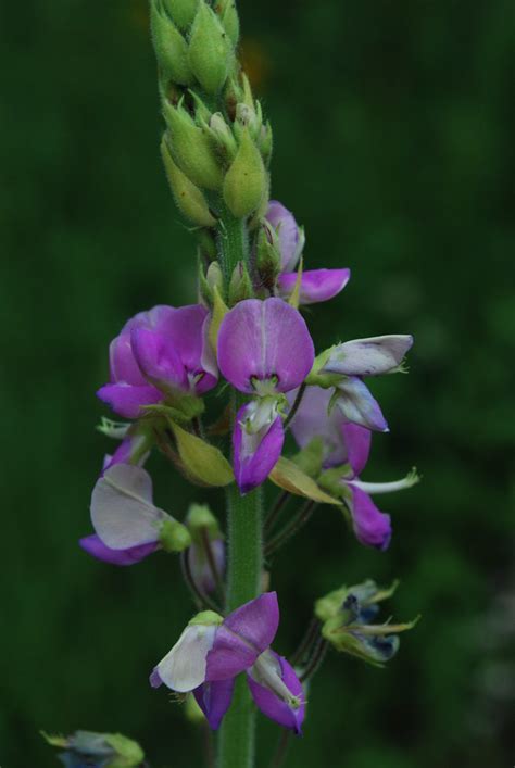 Canada Tick-trefoil (Desmodium canadense) | Pleasant Valley … | Flickr