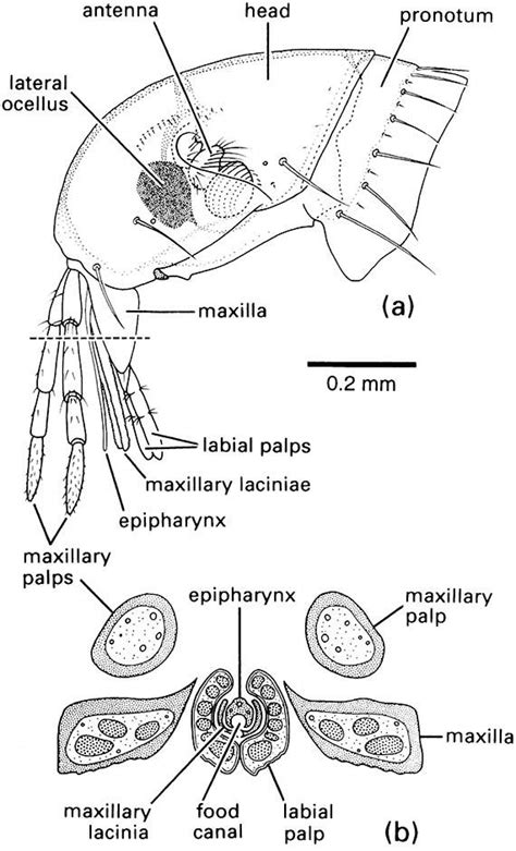 Mouthparts / The Insects