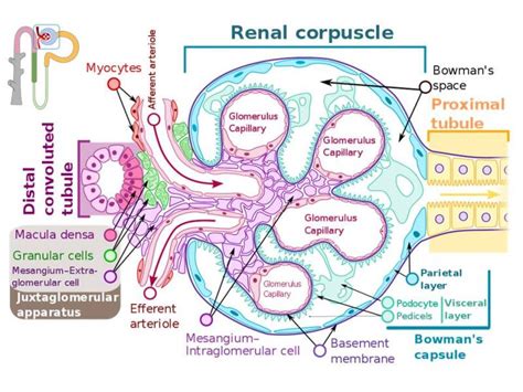 [Figure, Renal Corpuscle Wikipedia. Histology Kidney...] - StatPearls ...