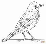 Red Robin coloring page  Free Printable Coloring Pages sketch template