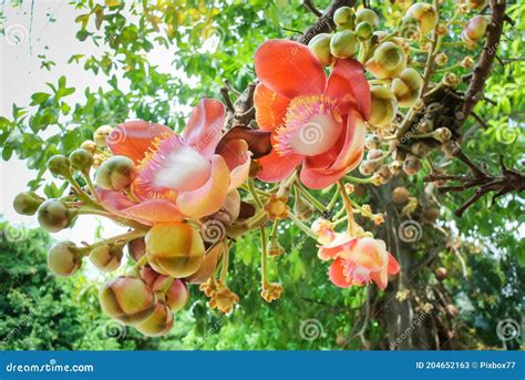 Flower of Sal Tree Blossom, Close Up Shot Stock Image - Image of couroupita, bloom: 204652163