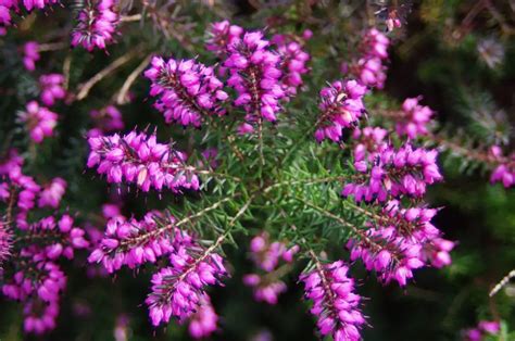 Calluna (Heather; Common Heather; Scottish Heather) – A to Z Flowers