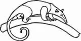 Explore The World Of Anteaters With Coloring Pages sketch template
