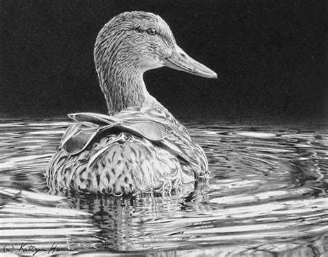 Reflections on a Pond by Kathryn Hansen, graphite pencil, 7 x 9 | Pond drawing, Realistic animal ...