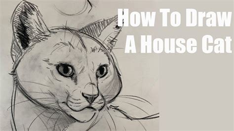 How To Draw A Cat - YouTube