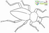 Blue Beetle Coloring Coloring Pages sketch template