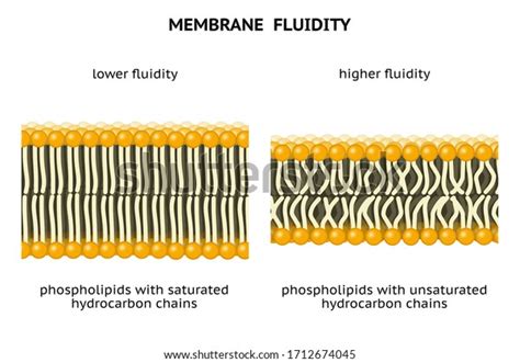 Membrane Fluidity: Over 21 Royalty-Free Licensable Stock Illustrations ...