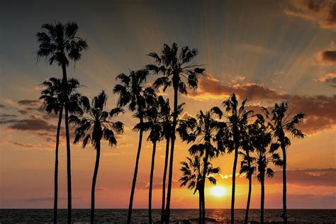 Palm Trees with Sunset by Cabrillo Beach in Los Angeles Photograph by ...