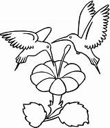 Free Printable Hummingbird Coloring Pages For Kids sketch template
