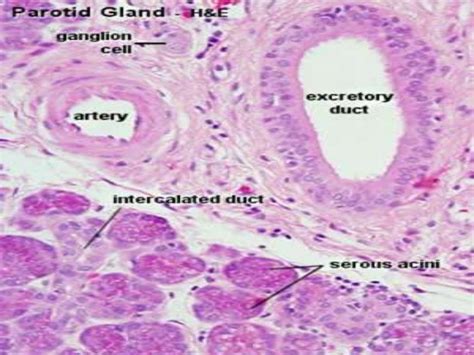 Salivary gland histology