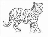 Coloring Pages  Tiger sketch template