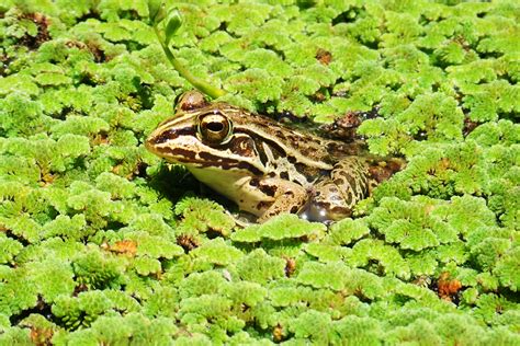 Frog Eats Beetle. Beetle Crawls Through Guts to Escape | WIRED