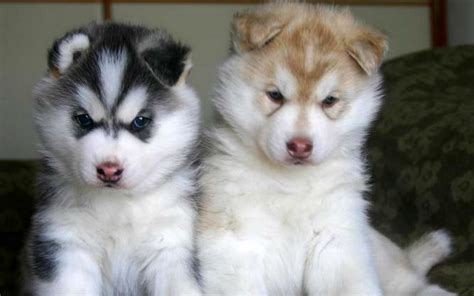 Siberian Husky Pups - Wolves Wallpaper (6390341) - Fanpop