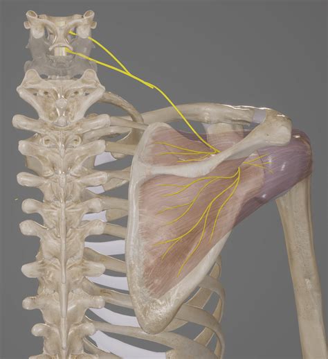 Suprascapular Nerve - Course - Functions - TeachMeAnatomy