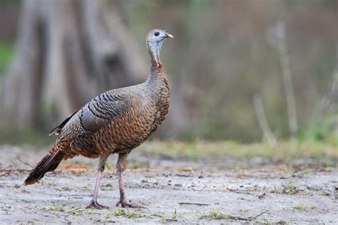 Ocala National Forest Hunting Season Guide