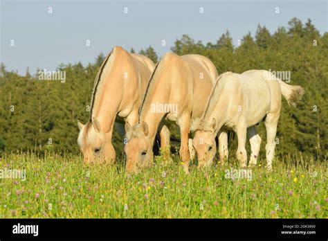 Norwegian Fjord horse. Three horses, grazing on a meadow. Germany Stock Photo - Alamy