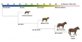 Animated Evolution of the Horse Series - Horse Lover's Math