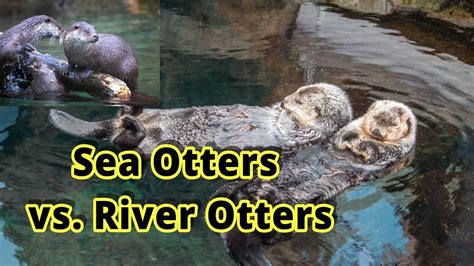 River Otter Vs Sea Otter