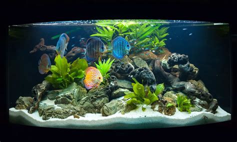 How to Set Up a Freshwater Aquarium – Step by Step - Fish Laboratory