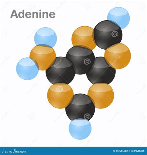 Adenine, a. Pyrimidine Nucleobase Molecule. 3D Vector Illustration on White Background Stock ...