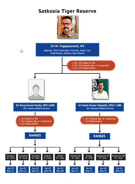 Organogram Template Infographic