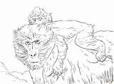 Mother And Baby Baboon coloring Page  Free Printable Coloring Pages sketch template