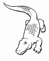 Nile Crocodile Coloring Page At GetColoringscom  Free Printable sketch template