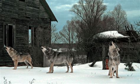 Mutant wolves exposed to Chernobyl disaster have evolved a new ...