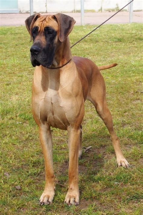 What Do Great Danes Look Like? A guide from nose to tail!