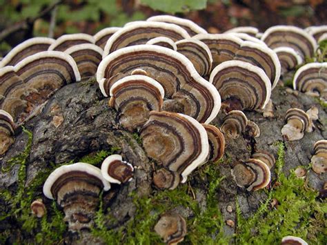 Trametes versicolor (White-rot fungus) (Coriolus versicolor)